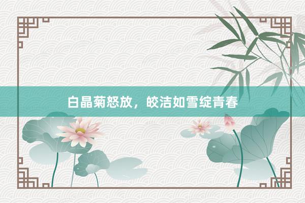白晶菊怒放，皎洁如雪绽青春